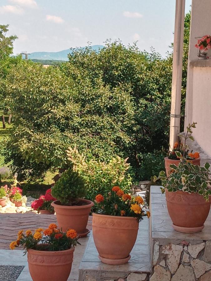 Tokaj Hill Panorama Guesthouse セレンチュ エクステリア 写真
