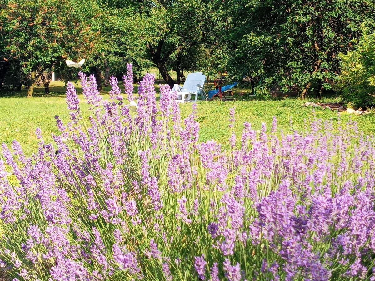 Tokaj Hill Panorama Guesthouse セレンチュ エクステリア 写真