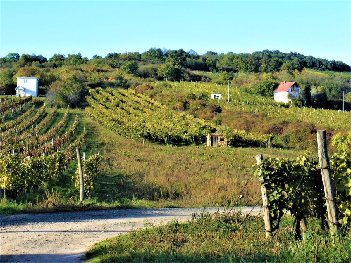 Tokaj Hill Panorama Guesthouse セレンチュ エクステリア 写真